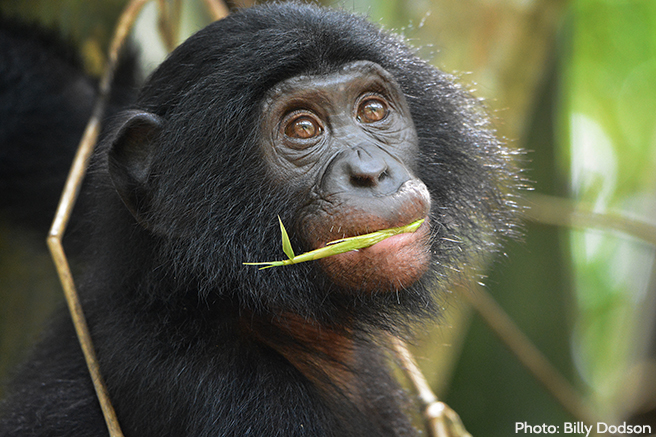 A Wealth of Biodiversity in Congo Basin | African Wildlife Foundation